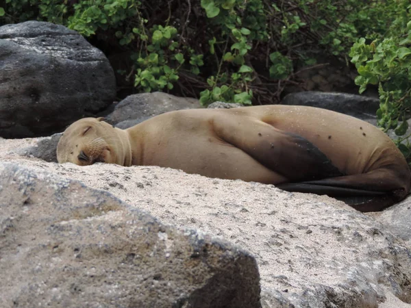 Galapagos pečeť odpočívající na pláži — Stock fotografie