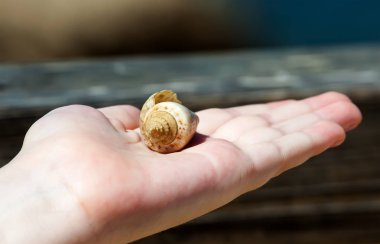 kabuk holding çocuğun eller