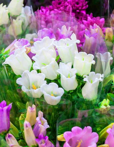 Různé barevné květiny — Stock fotografie