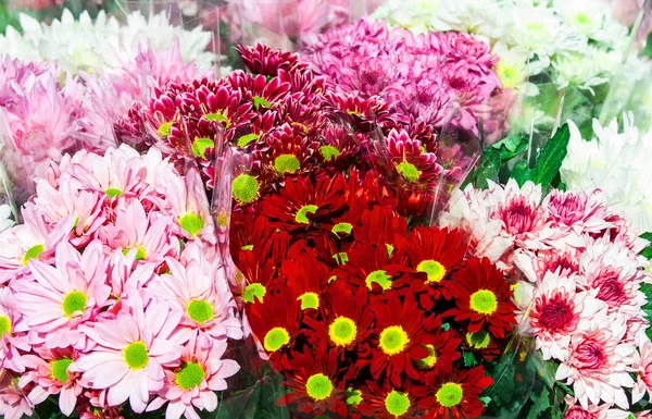 Varietà colorata di fiori — Foto Stock