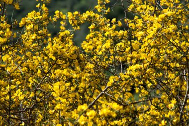 Sarı yabani bir çiçek
