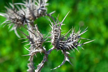 Süt thistle kuru çiçek