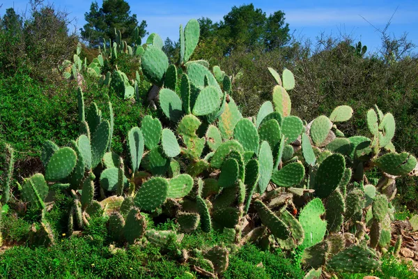 Cactus de pera espinosa en Israel — Foto de Stock