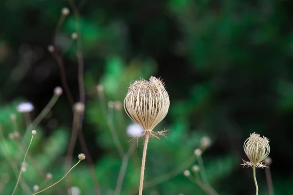 Çöl vahşi çiçek — Stok fotoğraf