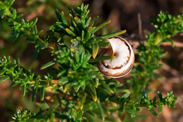 Caracol rastejando em um verde — Fotografia de Stock