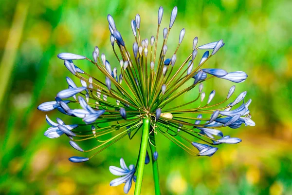 Eine blaue Blume — Stockfoto