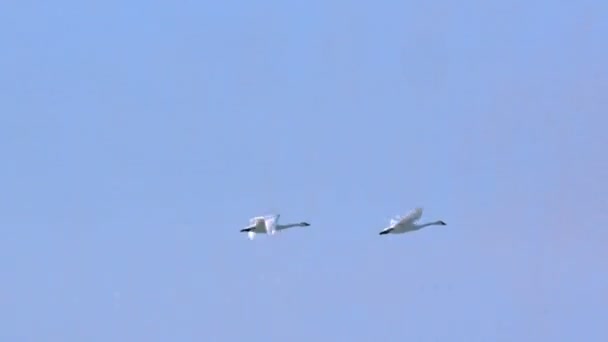 Moção lenta dois cisnes de tundra em voo — Vídeo de Stock