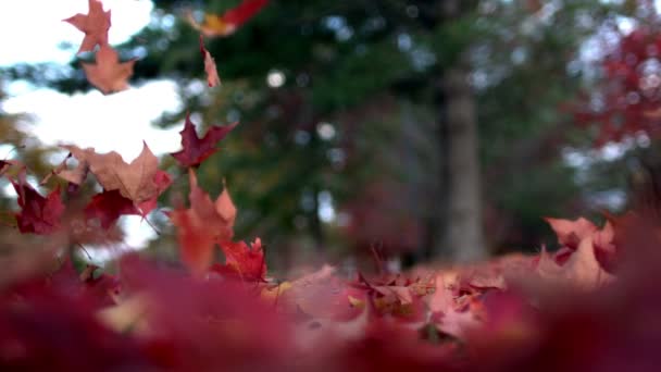 Lento mo hojas de otoño flotando en el suelo — Vídeo de stock