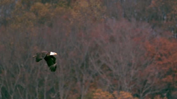 Águila calva de cámara lenta se eleva — Vídeos de Stock