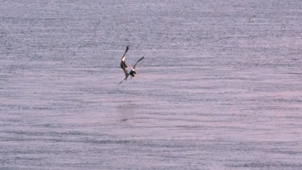 Águias carecas de movimento lento lutar sobre peixes capturados — Vídeo de Stock