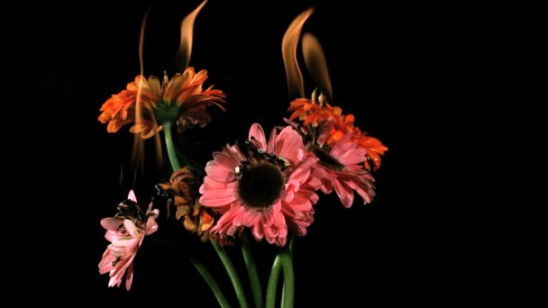 Płonący Gerbera daisies w zwolnionym tempie — Wideo stockowe