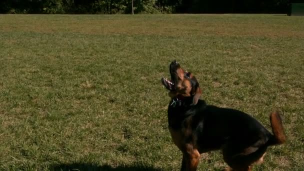 Slow motion dog jumping to catch tennis ball — Stock Video
