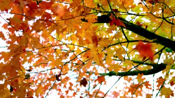 Slow motion vallen bladeren die wapperen door boom — Stockvideo