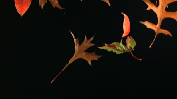 Cámara lenta caída hojas de otoño — Vídeo de stock