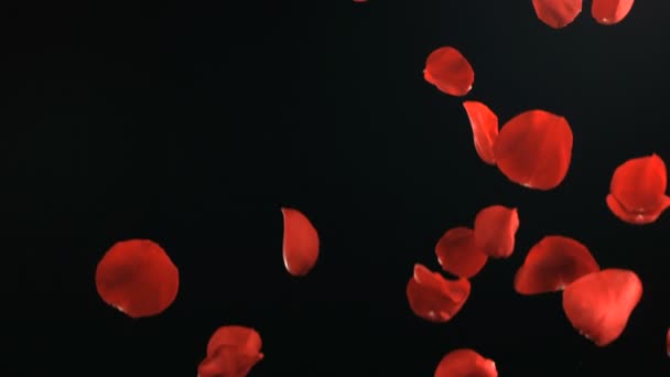 Slow motion falling red rose petals — Stock Video