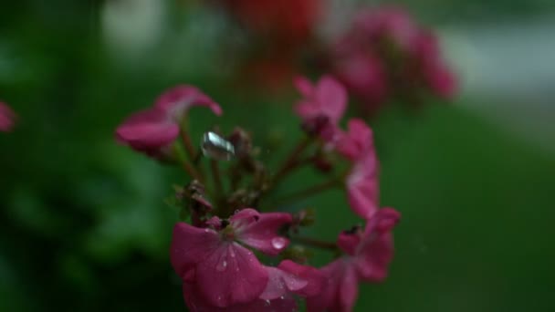 Slow motion pink flowers — Stock Video