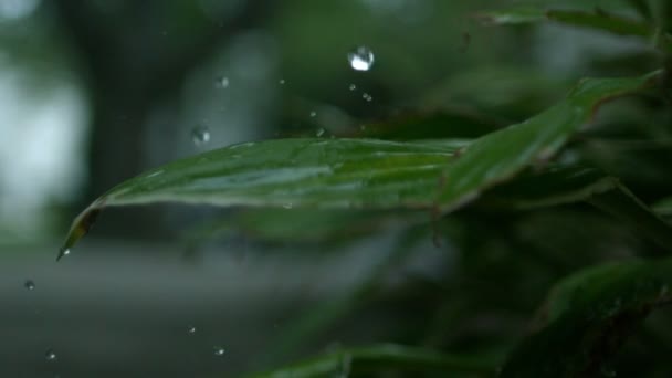 Lluvia en cámara lenta sobre la planta — Vídeos de Stock