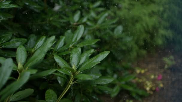Lluvia en cámara lenta sobre las plantas — Vídeos de Stock