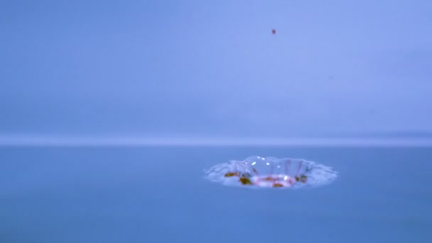 Slowmotion rött vatten droplet — Stockvideo