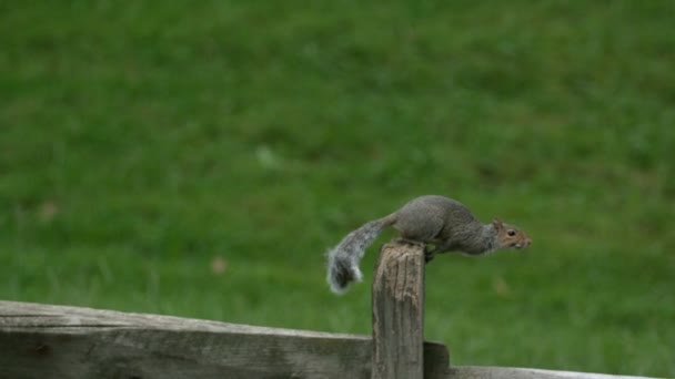 Slow motion squirrel jumping — Stock Video