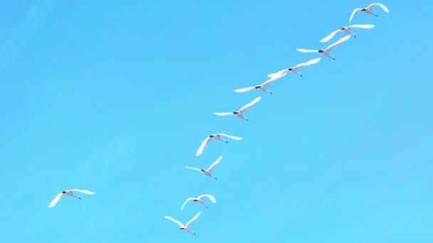Slow motion swans flying through blue sky — Stock Video