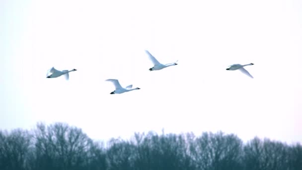 Cisnes de cámara lenta volando por el cielo matutino — Vídeos de Stock