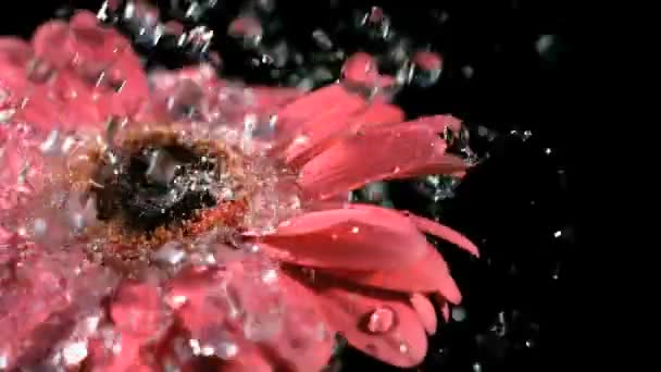 Slow motion waterdruppels op gerber daisy — Stockvideo
