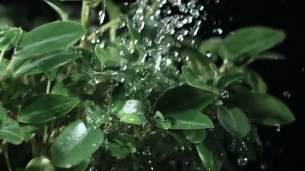 Капли замедленной воды на зеленых листьях растений — стоковое видео