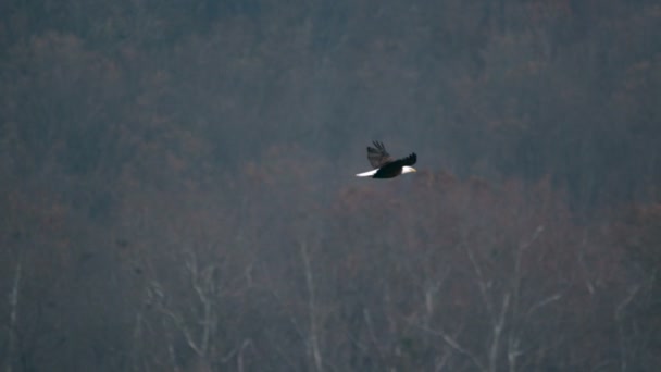 Super ralenti aigle chauve volant — Video