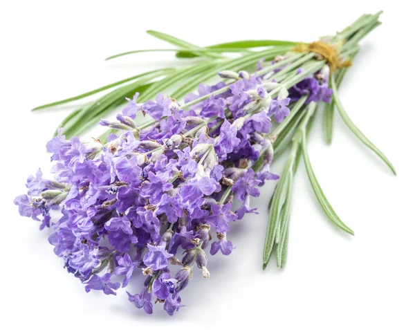 Bando de flores de lavandula ou lavanda isoladas em backgro branco — Fotografia de Stock