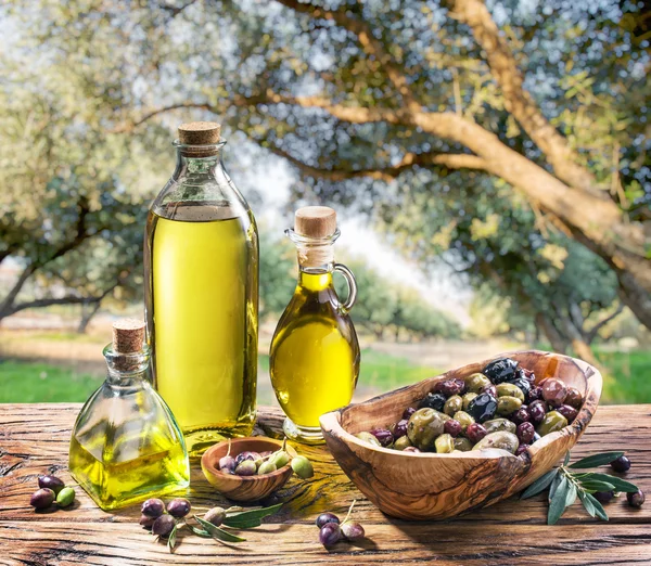 Olive oil and berries are on the wooden table under the olive tr — Stock Photo, Image