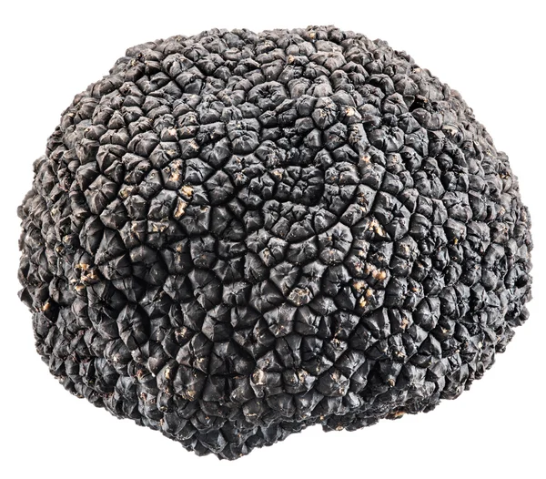 Black truffle. File contains clipping paths. — Stock Photo, Image