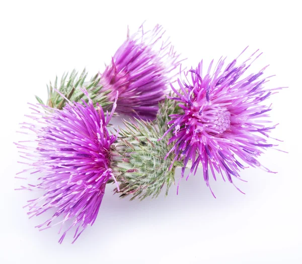 Milk thistle (Silybum) flowers isolated on the white background. — Stock Photo, Image