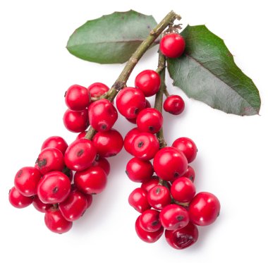 Beyaz arka planda Avrupa Holly (Ilex) yaprakları ve meyveleri.