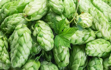 Yeşil hop koni - bira üretimi madde. 