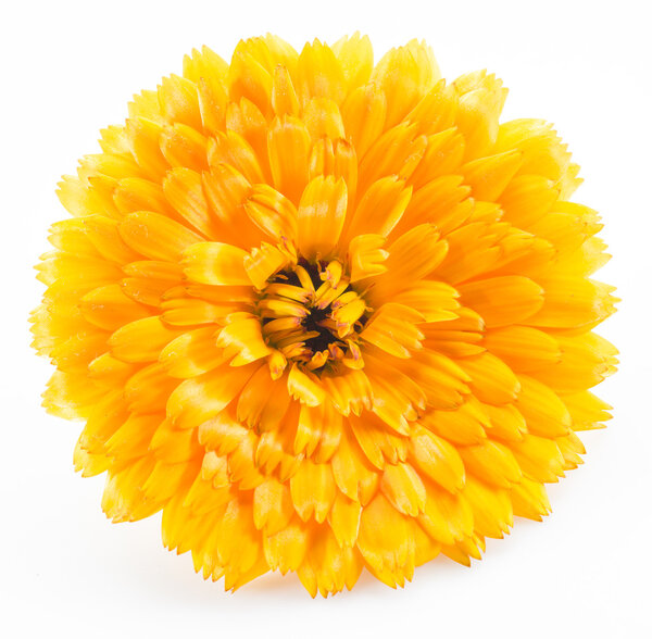 Календула цветы изолированы на белом фоне.