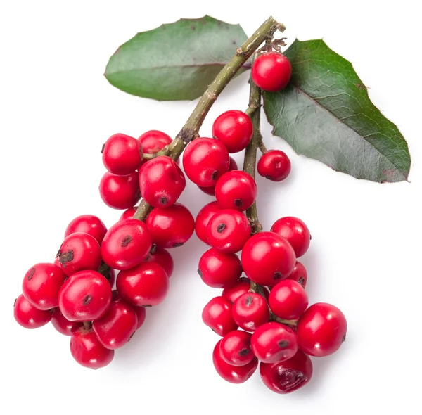 Europese hulst (Ilex) bladeren en fruit op een witte achtergrond. — Stockfoto