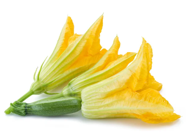 Fiori di zucchine su sfondo bianco . — Foto Stock
