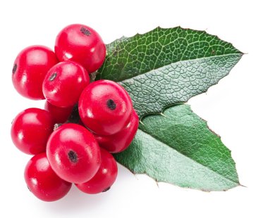 Beyaz arka planda Avrupa Holly (Ilex) yaprakları ve meyveleri.