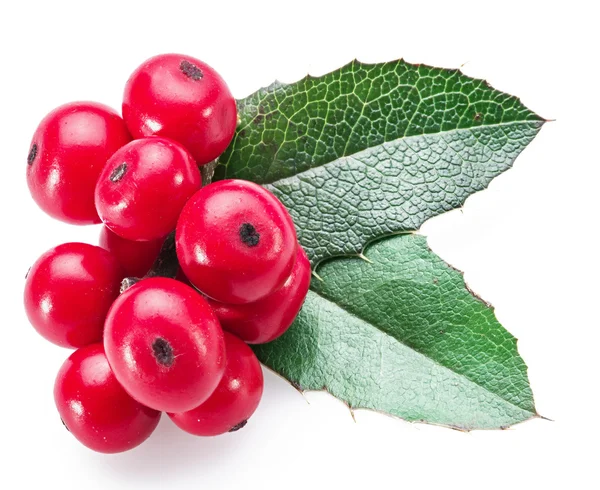 Feuilles et fruits de houx (Ilex) sur fond blanc. — Photo