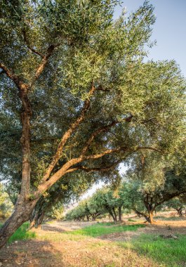 zeytin ağaçları Bahçe.