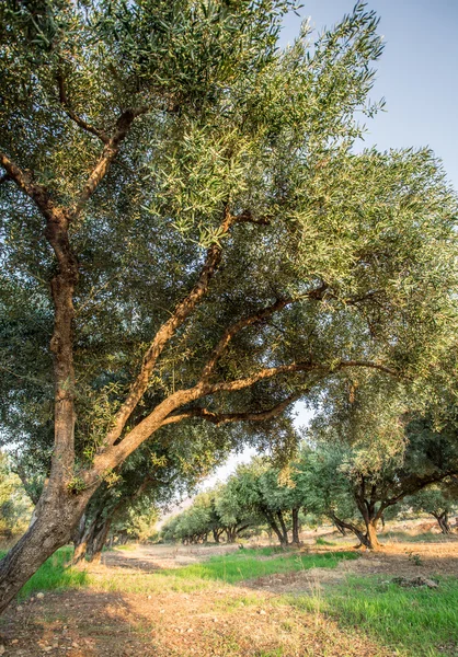 Garten mit Olivenbäumen. — Stockfoto