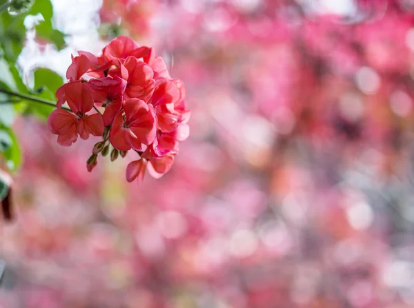 Red pelargonium flowers and blurred red leaves on the background — Stock Photo, Image