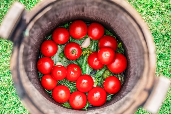 Pickled tomatoes with herbs in the wooden cask. — Stock Photo, Image