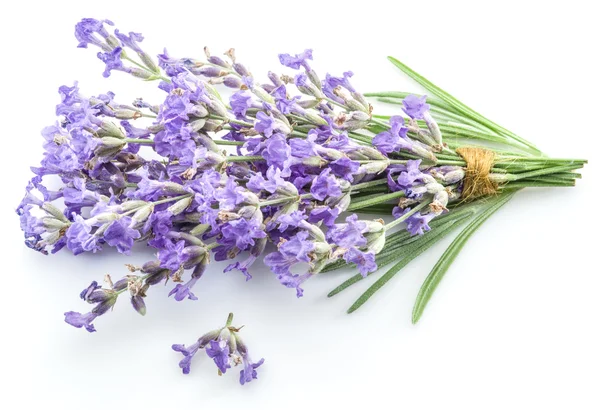 Stelletje lavandula of lavendel bloemen geïsoleerd op witte backgro — Stockfoto