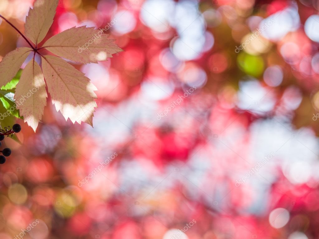 Blurred red leaves. Nature background. Stock Photo by ©Valentyn_Volkov  128090422