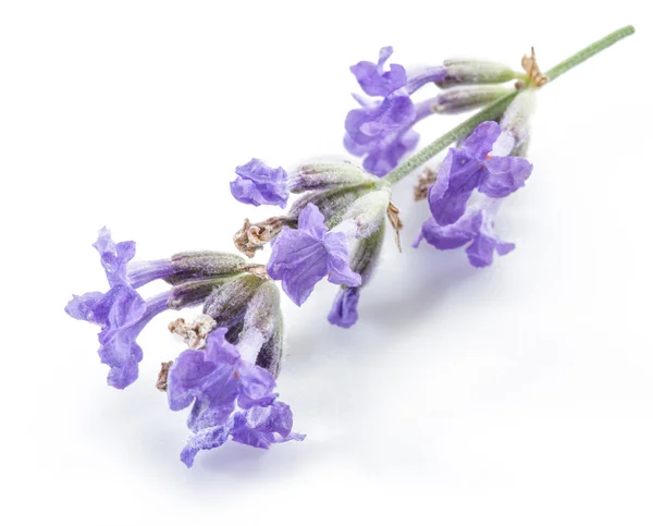 Stelletje lavandula of lavendel bloemen geïsoleerd op witte backgro — Stockfoto