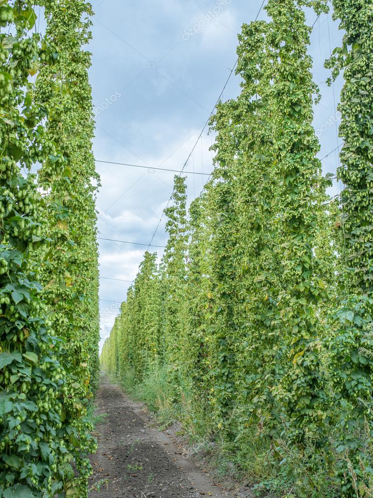 Hops yard. Hops plants climbing of special supported