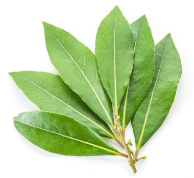 Bay leaf isolated on the white background.