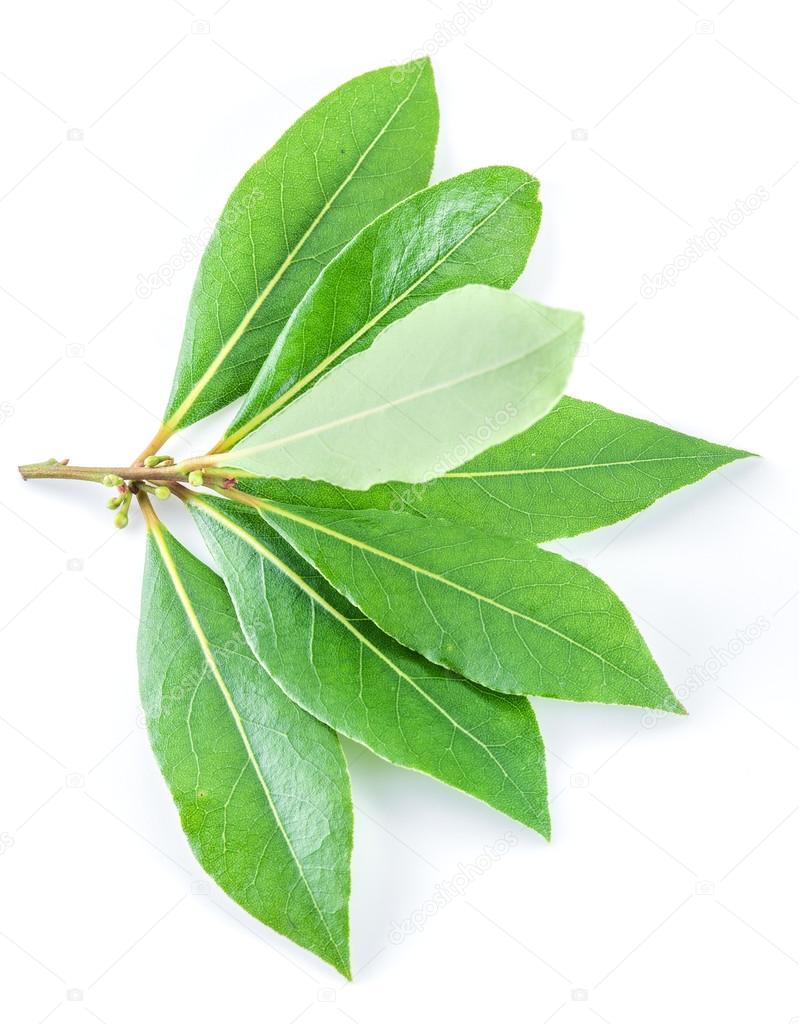 Bay leaf isolated on the white background.